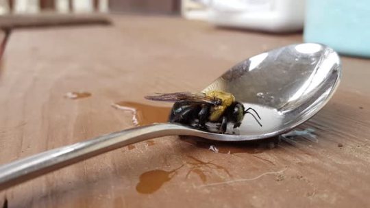 cutebugs:  jesuswasprobablyabee:  wonderlanddreams13:  You can actually see him drinking!  And also this is a good example of giving one sugar water !!  Please take good care of tired bees you see! I think this is an Eastern Carpenter Bee– the males