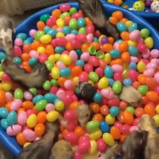 britbrit1103:  catsbeaversandducks:  The noodles are boiling.Via Imgur  Omg yesss