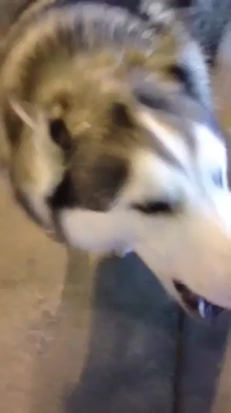 weloveshortvideos:  “he doesnt bark he just yells” 