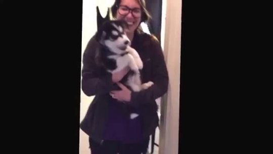 stellagibsonisalifeforce:anonstarbuck:iamallrightfine:filbypott:rehfan:If you are having a bad day, please unmute. (Huskie puppy doesn’t quite get the howling thing. Sounds like a baby babbling.)“Banana!”* day is fixed* ok. i super needed this.THIS.