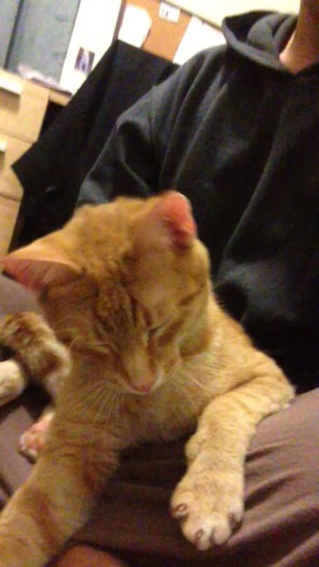 Meet Mango!