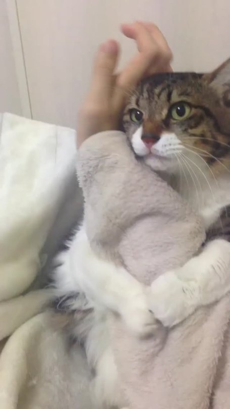 iron-bullogna:  cure4hiccups:  this is so tender  this must be something about really loving your human because my cat heard it and ran up and instantly started cuddling me and rubbing against my arm 