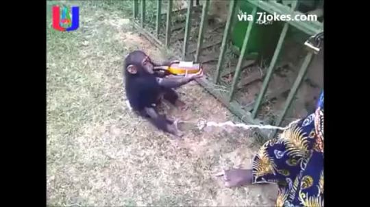 Porn 7jokess:   Baby Chimp Get REALLY Pissed off photos