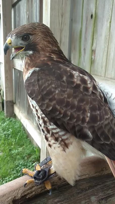 theraptorcage:  hearthawk:  IMPORTANT ANNOUNCEMENTS  Colonel- one of the nature center’s best ambassador birds- was extra chatty today.  Important very Regal Squeaks 
