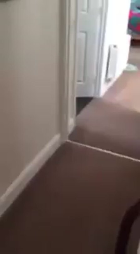 weloveshortvideos:  dog smells her owner’s scent in the house after being away for 7 months and sniffs her out!  