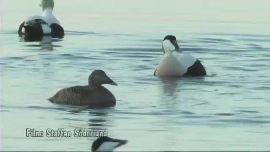 becausebirds:  Eider ducks sound as though you’ve just told them a very interesting fact or juicy gossip. 