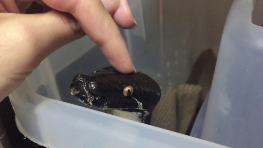 fimbry:  Pat pat squish squish Python curtus 
