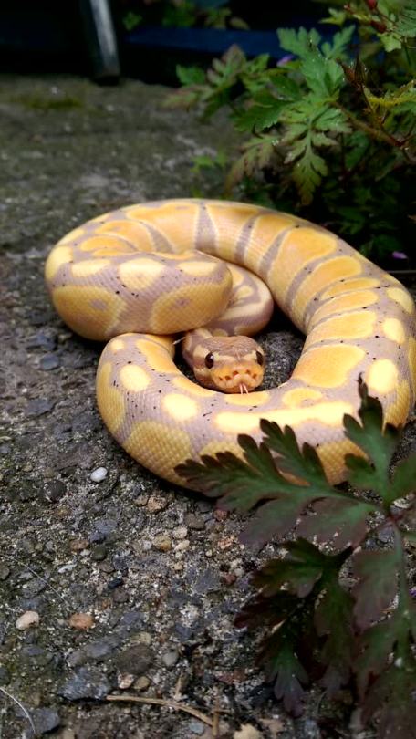 glitter-rebellion:  cup-noodle:  So many smells outside!   Sweet baby