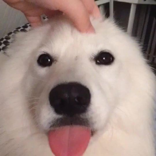 cloudthesamoyed:  head massages are good 