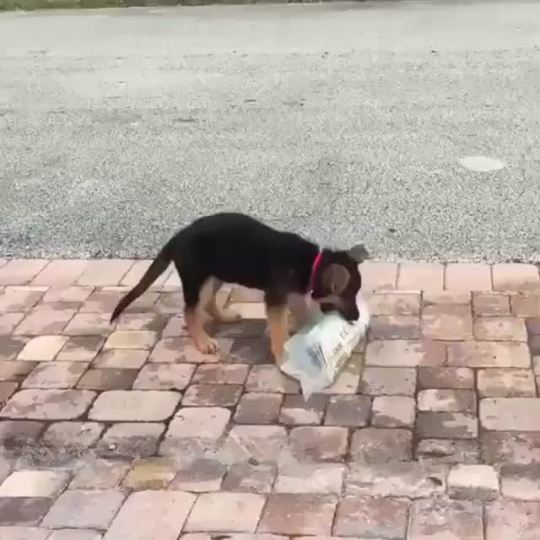 babyanimalgifs:  baby animals blog