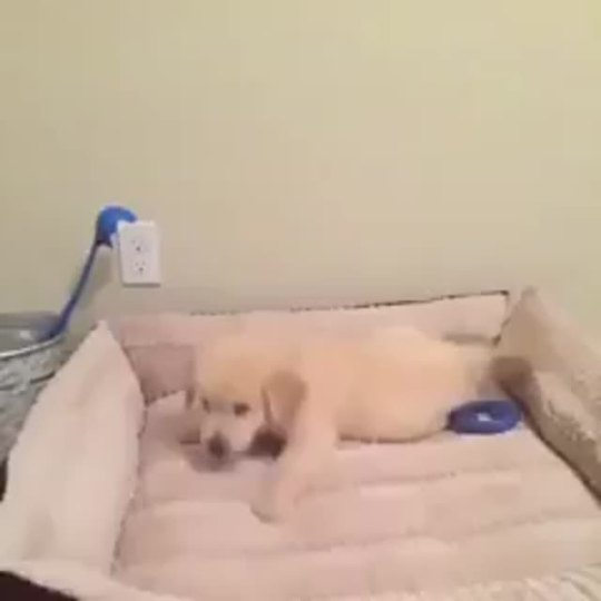 ccherry1010girl:  omg puppyyyyy!!!  EEEEEEEEP!!!!