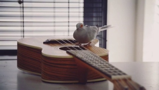 aquanite:  serotina:  Dirby woke us up at 8 AM with another impromptu ukulele serenade. this little one brings so much happiness.  Oh my goddd @commanderholly 