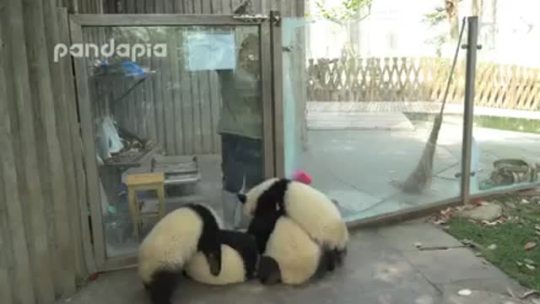 byk23:  wildlifewednesdays:  The dangers and troubles of being a panda zookeeper.  Tagged by @fluegelschatten Pandibal causing havoc in prison 