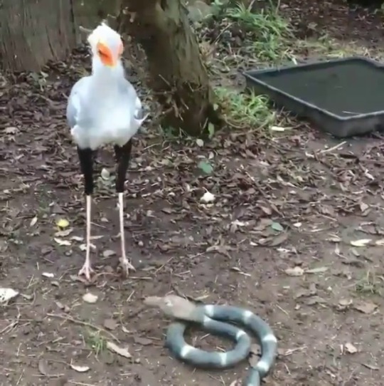 knight-in-dull-tinfoil:  pileofknives:  thehauntedmansion2003:  assuming an average body weight of 8 lbs this bitch can stomp you with 40 lbs of force in less time than the blink of an eye. we stan   Secretary birds as antifascist symbol  