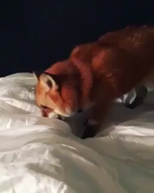 Animal snaps