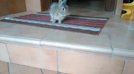 bony-the-bunny:  The door is open!!!!! Time to play