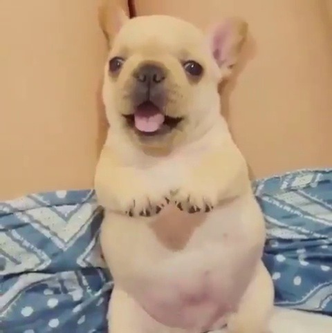 babyanimalgifs:  more baby animals here