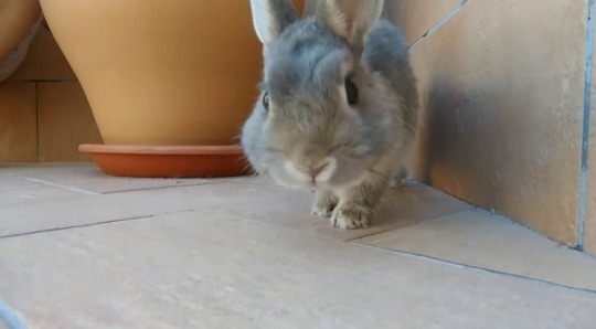 bony-the-bunny:  Can I eat this?? mmm, it’s ok, never mind