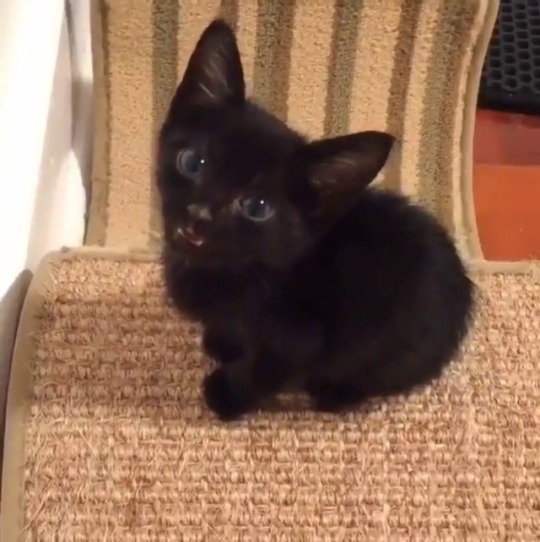 sinciliving: slightly-oblivvyous:  cutepetclub:  From @veggiedayz: “Blackberry has a song he wants to sing for you.” #cutepetclub [source: http://ift.tt/28SdMmN ]  Kitten: *small mew*Cameraperson: *soft “ohhh”*Kitten: *BIG LONG MEOW*Cameraperson: