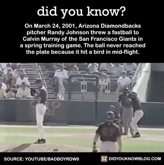 did-you-kno:  On March 24, 2001, Randy Johnson vaporized a bird with his fastball.Being