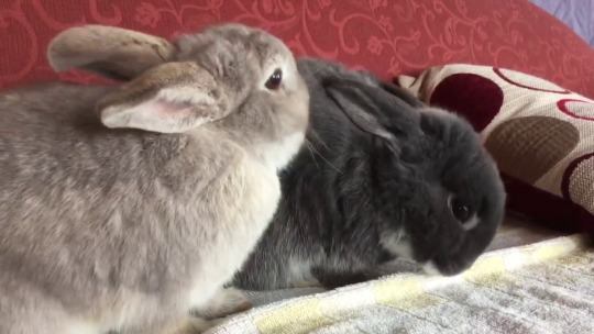 emmasbunnybuddies:  Aww! Pepper doing a flop😍🐰 