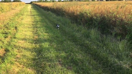 mainbstaysgold: frqnkie:  my cat joined my dad and my dog on their morning walk   those meows: “wait for me, wait for me!” 