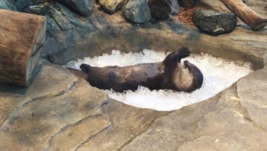 aquaristlifeforme:  Otters On Ice  A must adult photos