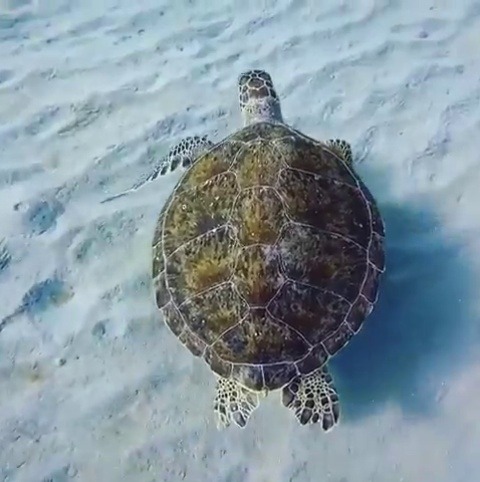 myanacondadontexist:  switchbutch: A moment of peace  the water is so clear….. he’s flying 