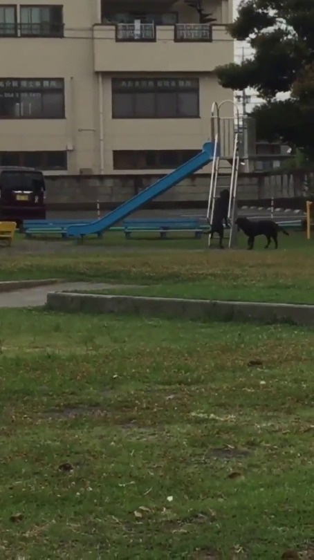 bippyfingers:  quelana:  as-warm-as-choco:    公園で犬がすべり台してました 笑 (  lol two dogs FUCKIN slide in a park ) by https://twitter.com/WithYou_Kizuna/status/757317775425613824 Nefeli! ^_^ This made me happy for the next couple