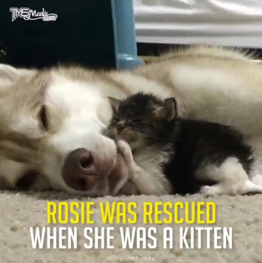 sonoanthony:  g0dziiia:  asexualreptile:  chillona:  samoansl0re:  swdyww:  yungbabushka:  babyanimalgifs:  Kitten thinks she is a dog after being raised by a Husky. more baby animals here  @indaryn Allie  This made me cry  this is so cute  Exactly the