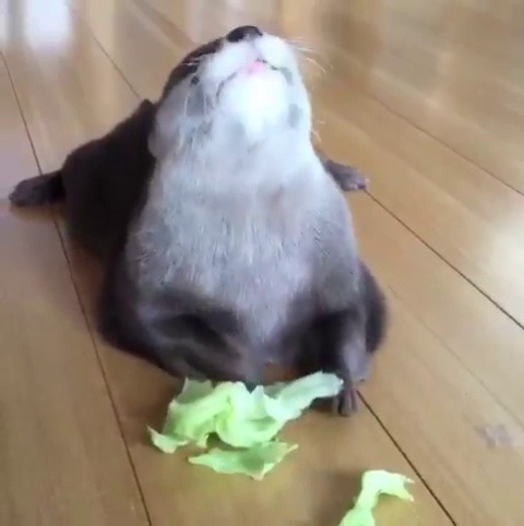 teach-me-how-to-buggy: babyanimalgifs:  you didn’t need a video of an otter eating lettuce, but here you go baby animals blog  You are wrong. I desperately needed this. 