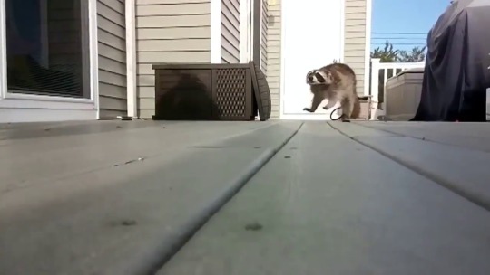 Porn weloveshortvideos:  Raccoon got halfway down photos