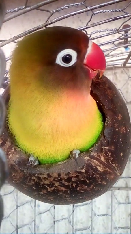 birbinc:  akira-birds:  Tecco inside his coconut shell. Tecco in a (coco)nutshell.  Side note: nope, the coconut isn’t too small to him, he is just a fluff ball. And yeah, he loves his coconut shell, he sleeps inside it.  I need to buy or do myself