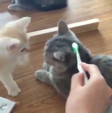 babyanimalgifs:  So cute more baby animals here 