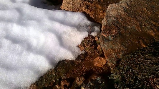 It’s a bit windy but I took a small video of the rippling little stream of icy cold water melting from the snow at the top of Pikes Peak. My husband filled a water bottle for me so I can give it to my plants :)Please do not change the source or delete