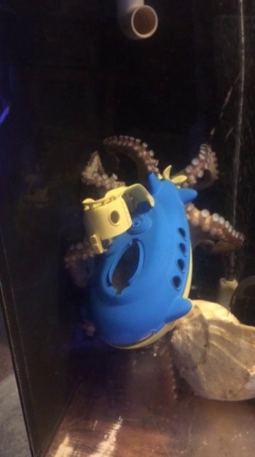 sea-nerd-adventures: “RELEASE THE KRAKEN!!!”  One of our awesome volunteers brought in this submarine as enrichment for the octos, and this little sea monster has had a fantastic time sinking the ship, causing chaos, and finding food while doing so!