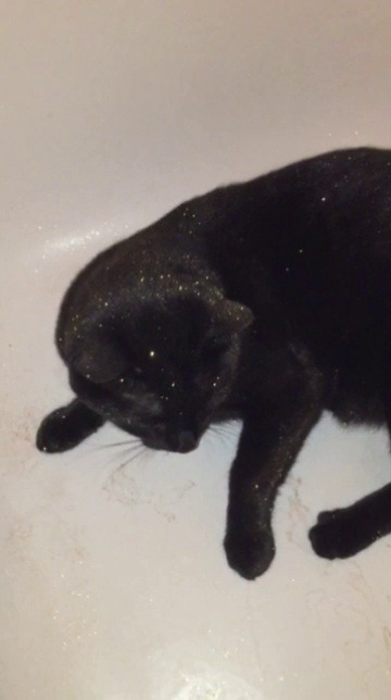 greyallison:  kainimuramonster:  THIS IS WHAT FUCKING HAPPENS WHEN YOU FORGET TO RINSE THE TUB OUT AFTER USING A LUSH INTERGALATIC BATHBOMB!  He’s fine. He got a bath.  Lush glitter is made of seaweed.   He’s cosplaying the night sky.