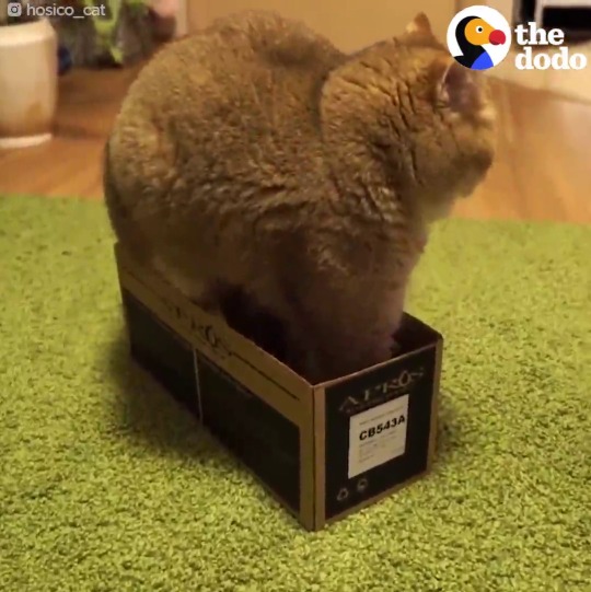 the-dodo: Isn’t it satisfying when big cats fit perfectly in small boxes?