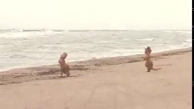 nikk-mayson:  These guys don’t seem too worried about Hurricane Matthew. We caught them frolicking on the beach. http://on.nbc6.com/GZq4jsy - NBC 6
