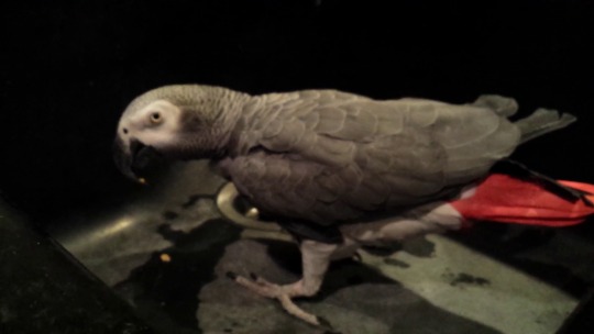 spitegoblin:  A member of one of the most intelligent bird species on the planet has fallen and trapped himself in a kitchen sink, all because he saw some old cereal in the drain.  Nature is beautiful. 