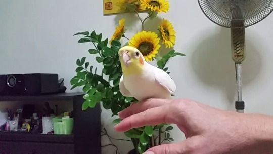 dayswithhappy:  Self-entertainment 