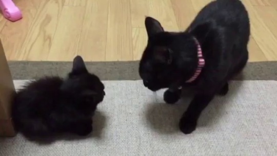 dasha-loses-it: deadjosey: what a vicious attack  Cats are actually really good at understanding kittens’ limits. 