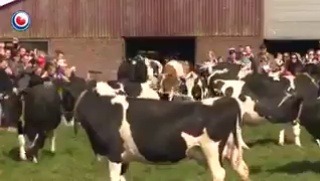 thespectacularspider-girl:  mantaabyssus:  starrypawz:  animalrates:  Here are some cows seeing grass after 6 months indoors. This is so cute. 18/10 for all cows. more animals rated here  For those wondering why the cows have been indoors. Many dairy