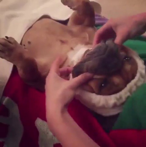 omg-sweetlunlikelycollector-me:  babyanimalgifs:  After a long day of nothing, I need this.baby animals blog  ♡♡♡♡♡♡
