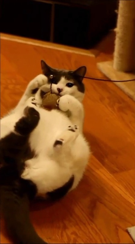 prettycakemachine: Eggs Benedict is really showing that catnip mouse who’s boss.   I recommend unmuting. 