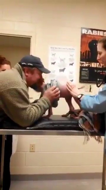 babyanimalgifs:  This man rescued this pitbull after suffering from severe mange and this is them being reunited