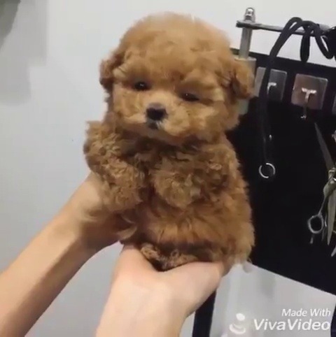 animalrates:  If you’re having a bad day, just look at this pupper.True joy to watch. Would hold in arms and never let go. Snuggly af. 14/10more animals rated here