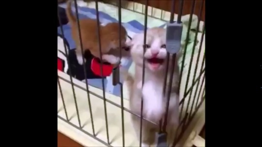 taraljc: birdfries:  rougespectre:  I loved so many of the cute animals on vine……  this is my favorite vine comp of all time   I know I must have seen this before, but even if I have, clearly I must watch it on a loop for 20 minutes while cackling