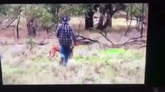 ankhpapi:  thighetician:  yungtoothpic:  05-fubu:  niggafuckurblog:   yokhakidfiasco:   lovemissangela:   localstarboy:  THIS DUDE REALLY SQUARED UP WITH A KANGAROO TO HELP HIS DOG LMAOOOOO  IM CRYINGFJDEFVG   Yo, if that Roo got a kick off of bro, it