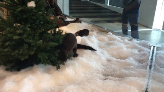 why-animals-do-the-thing: excess-of-cats:  aquariumsarelife:  aquaristlifeforme:  woesofcolor:   aquaristlifeforme: Some wiggly snow play time. We bring the snow into their exhibit bucket by bucket. It’s a labor of love. wow its almost as if………..